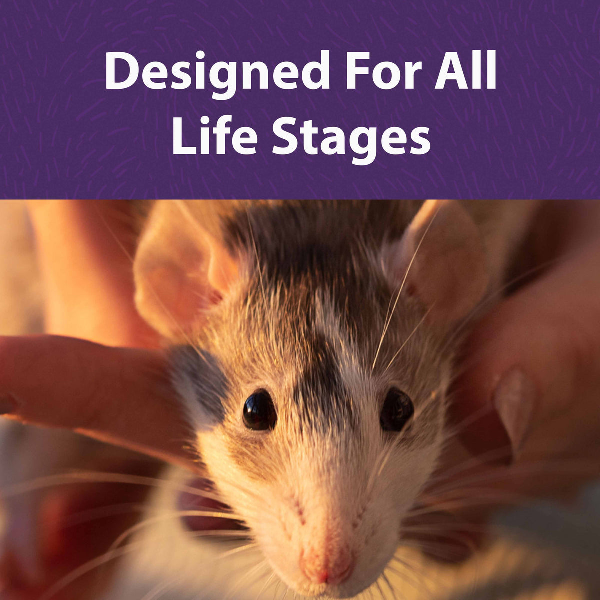 Rat Food product image 7