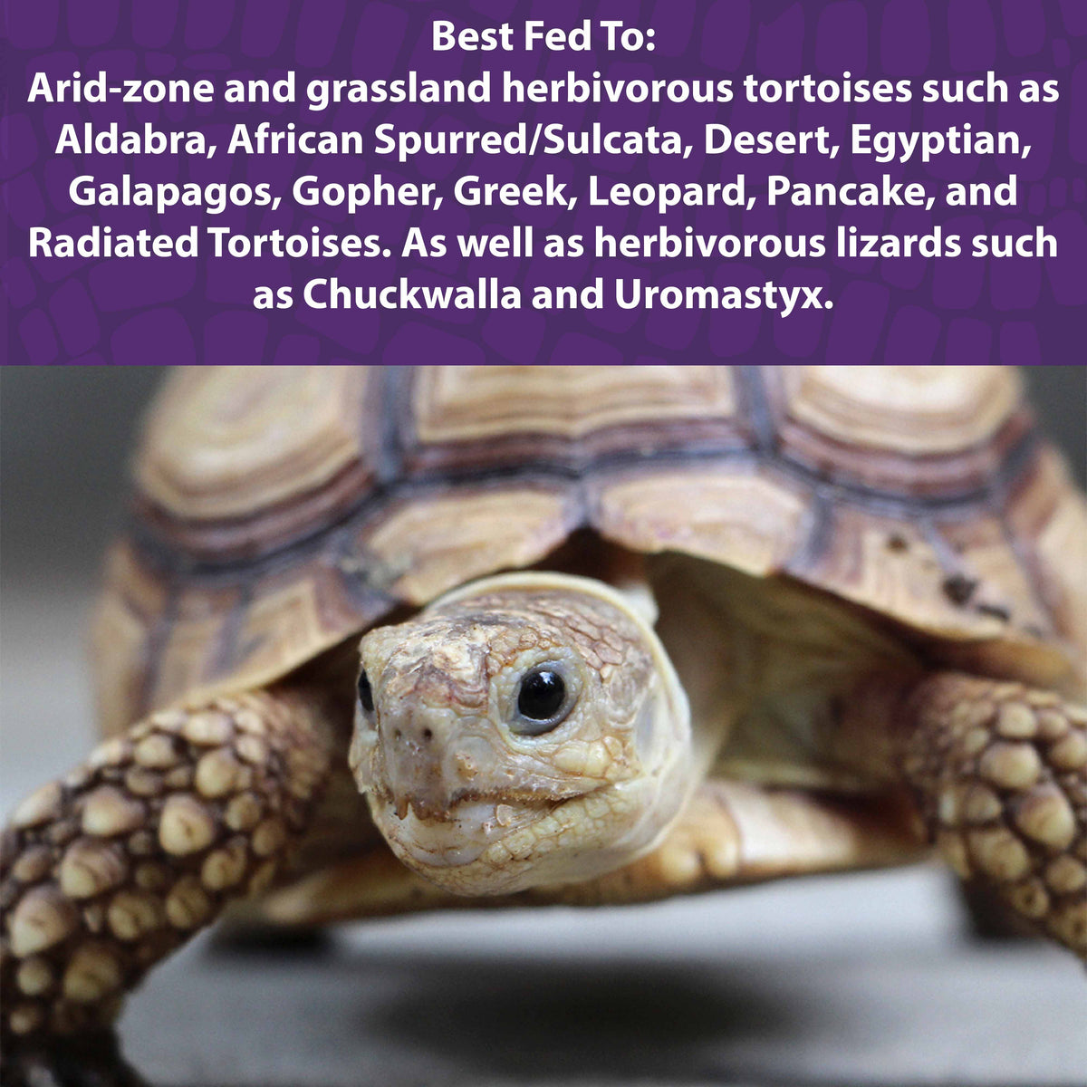 Tortoise Food product image 4