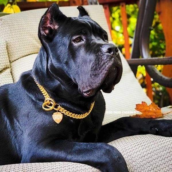 Training Dog Collar product image 2