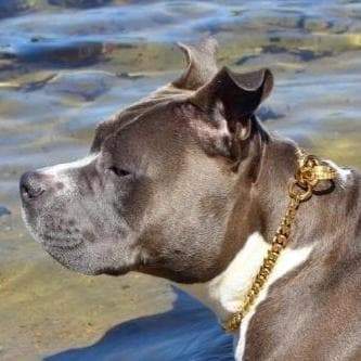 Training Dog Collar product image 3