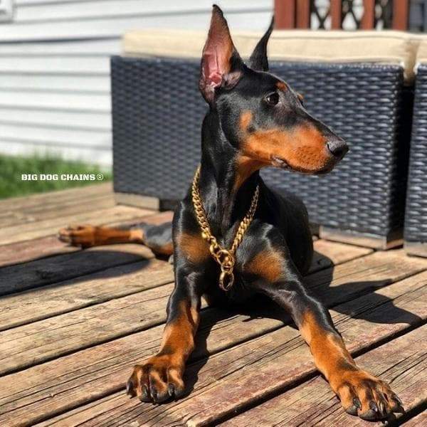 Training Dog Collar product image 4