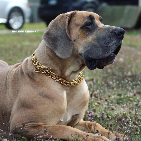 Training Dog Collar product image 6