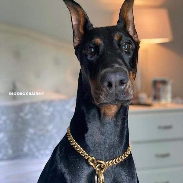 Training Dog Collar product image 7