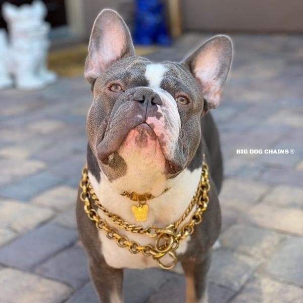 Training Dog Collar product image 8