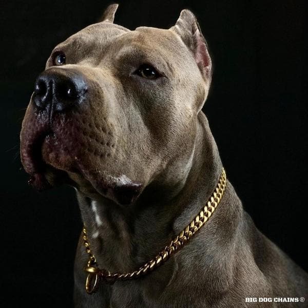 Training Dog Collar product image 9