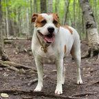 Training Dog Collar product image 10