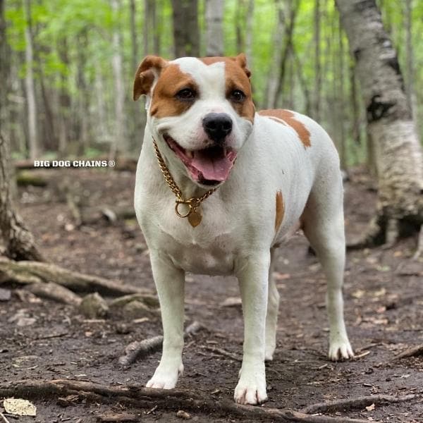 Training Dog Collar product image 10
