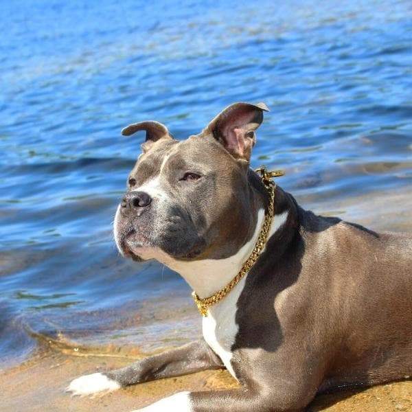Training Dog Collar product image 12