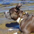 Training Dog Collar product image 13