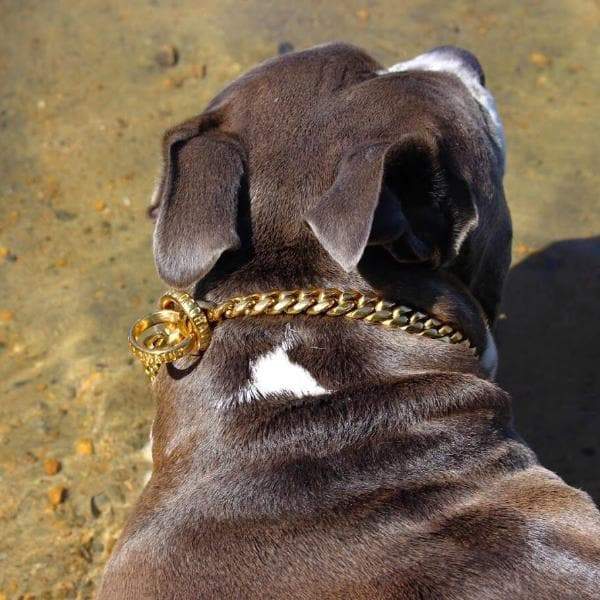 Training Dog Collar product image 14
