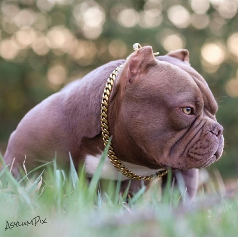 Training Dog Collar product image 15