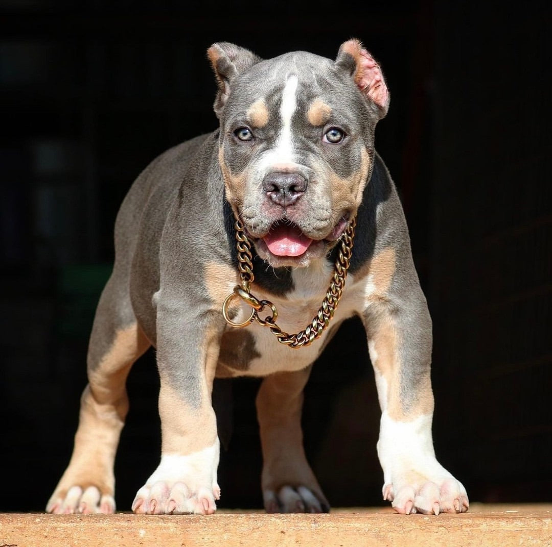 Training Dog Collar product image 17