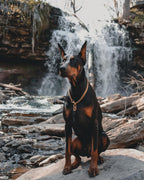 Training Dog Collar product image 18