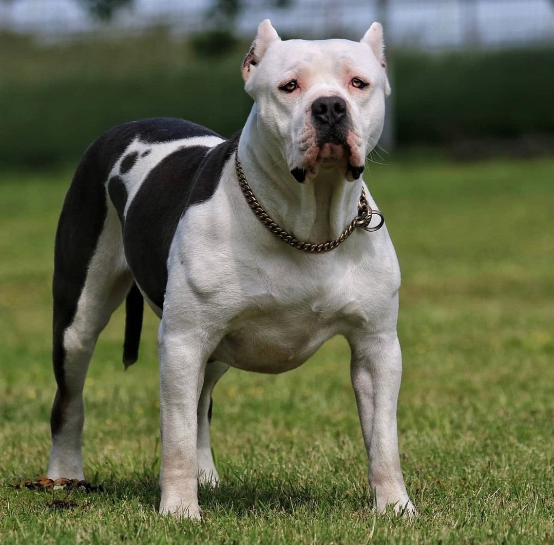 Training Dog Collar product image 19