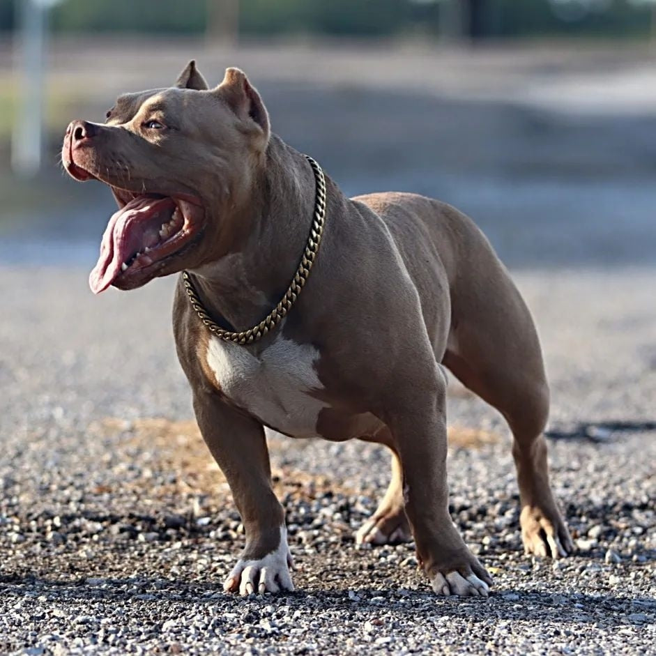 Training Dog Collar product image 20