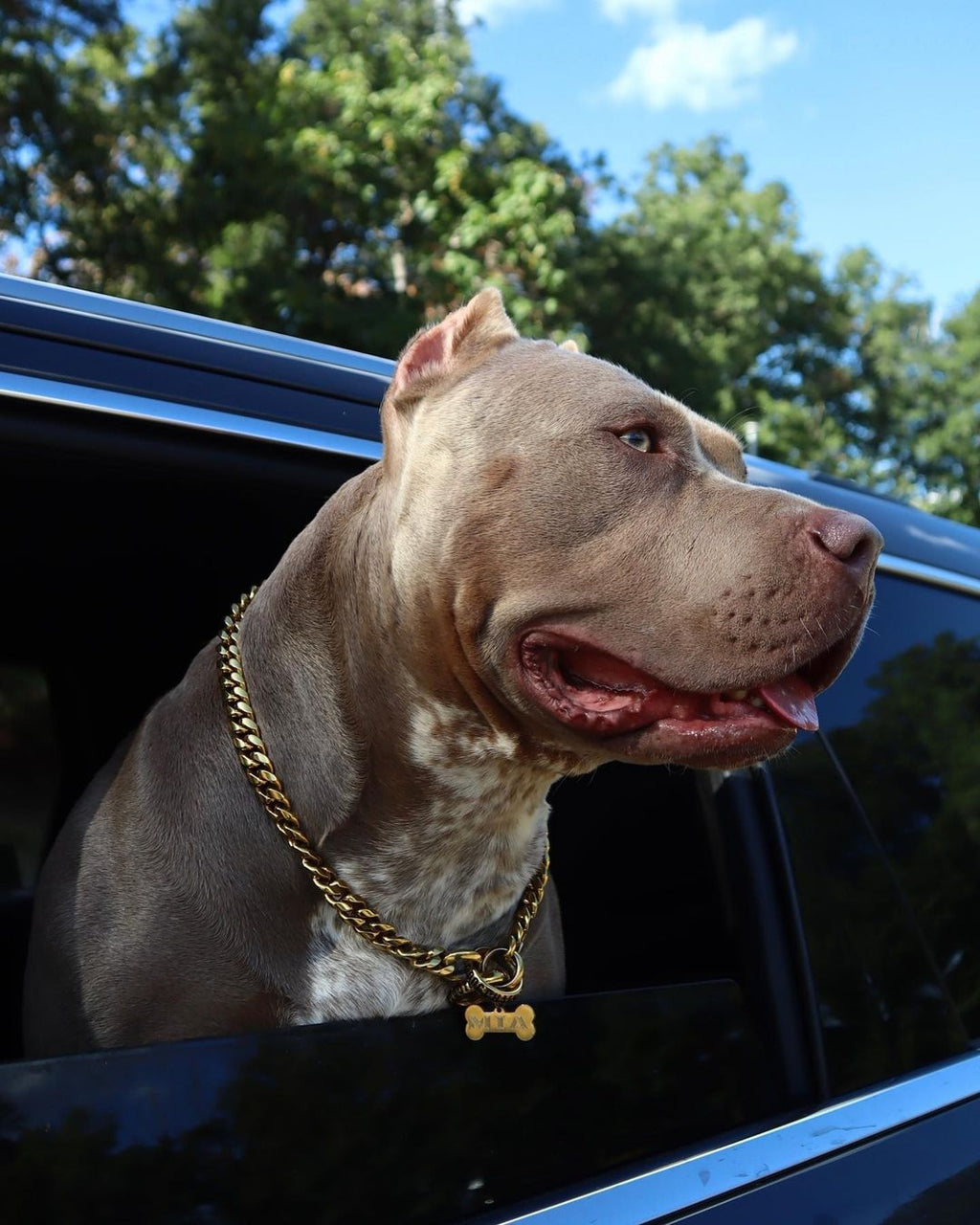 Training Dog Collar product image 21