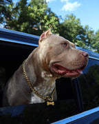 Training Dog Collar product image 21