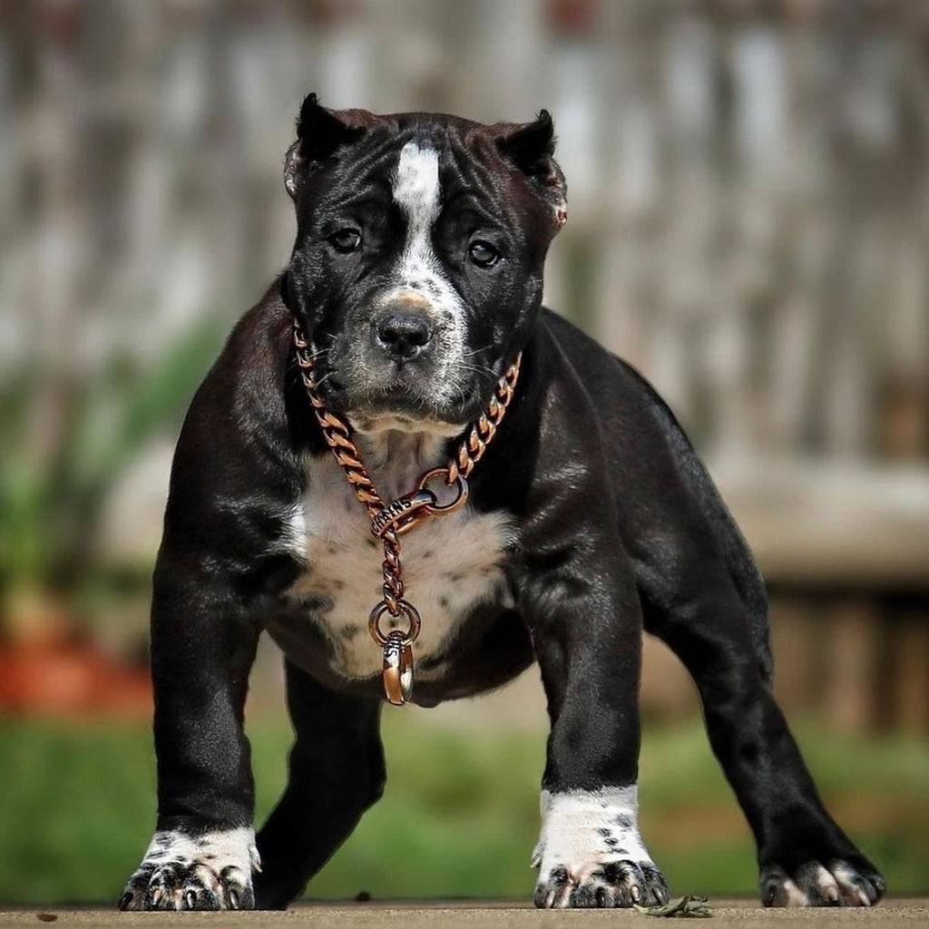 Training Dog Collar product image 23
