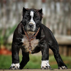 Training Dog Collar product image 23
