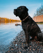 Training Dog Collar product image 24