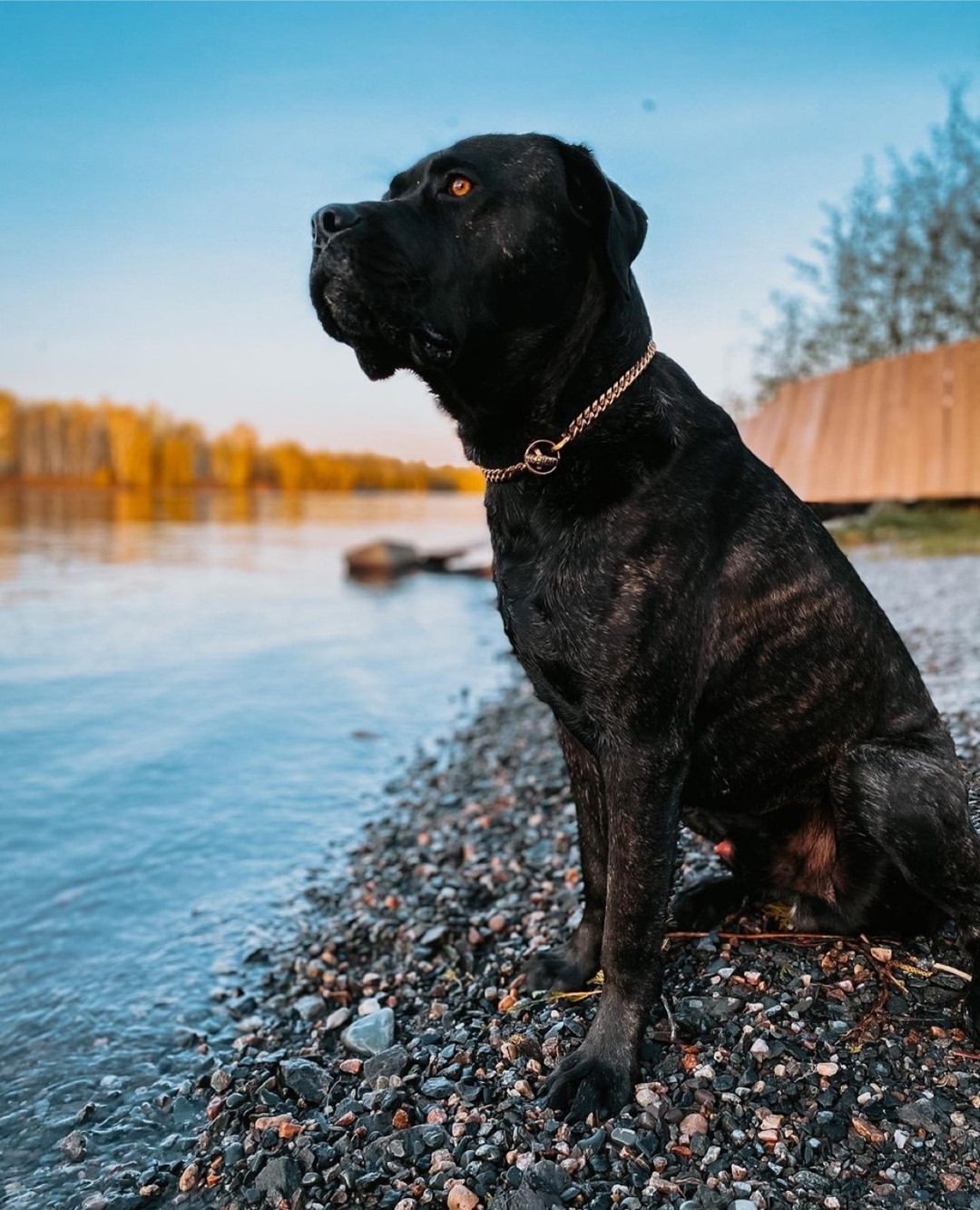 Training Dog Collar product image 24