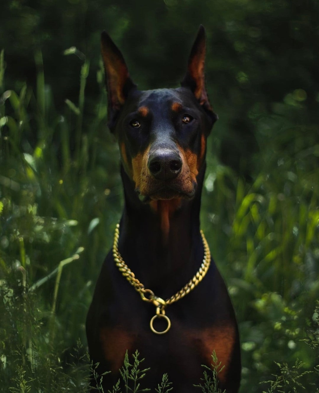 Training Dog Collar product image 25