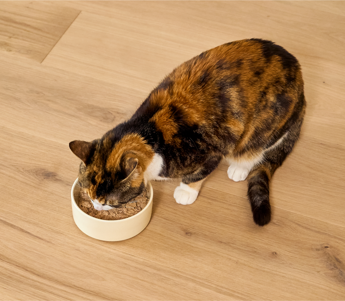Wet Cat Food product image 5