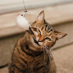 Leos paw Interactive Bird Simulation Cat Toy Set