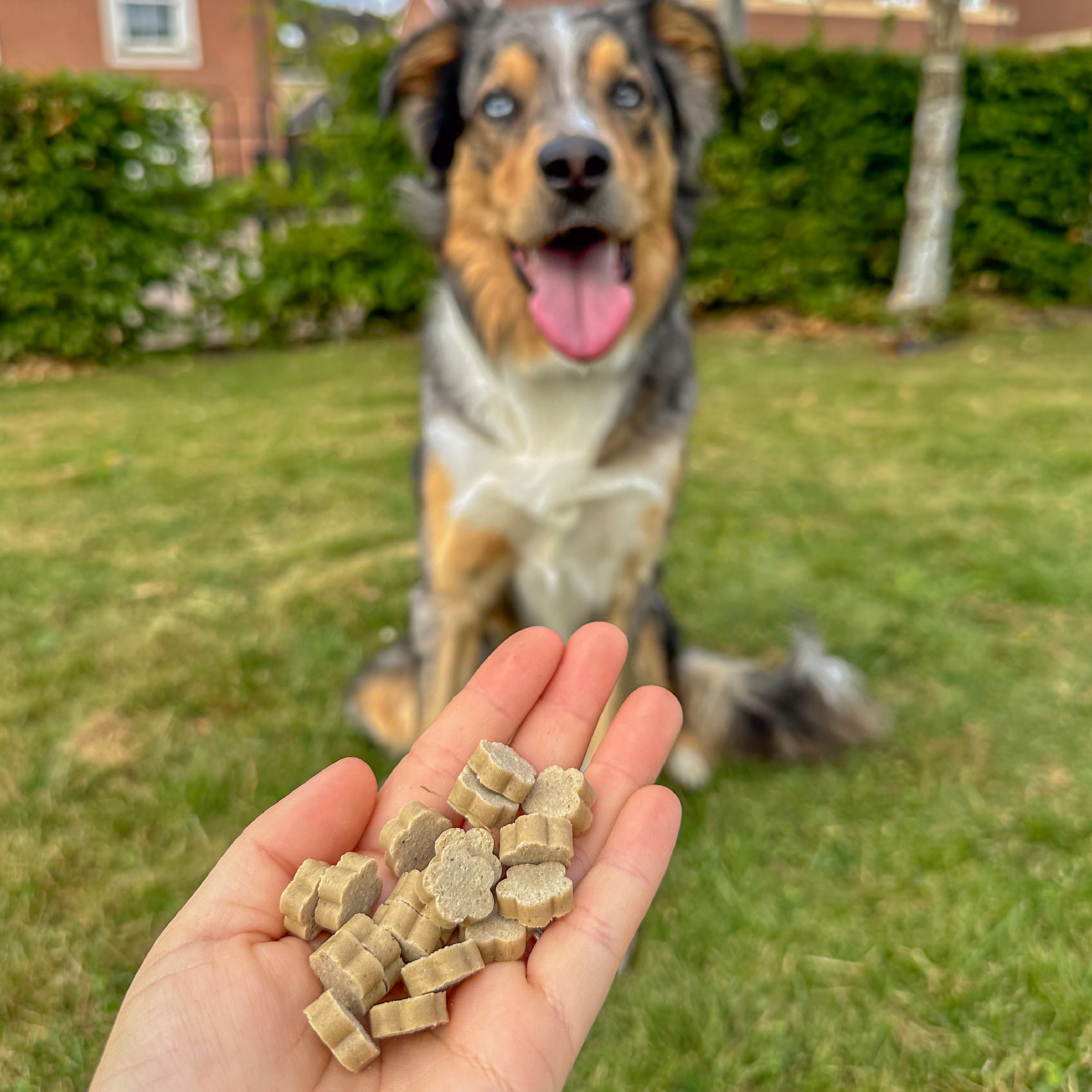 Dog Training Treats product image 6