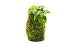 Live Aquarium Plant Tower product image 1
