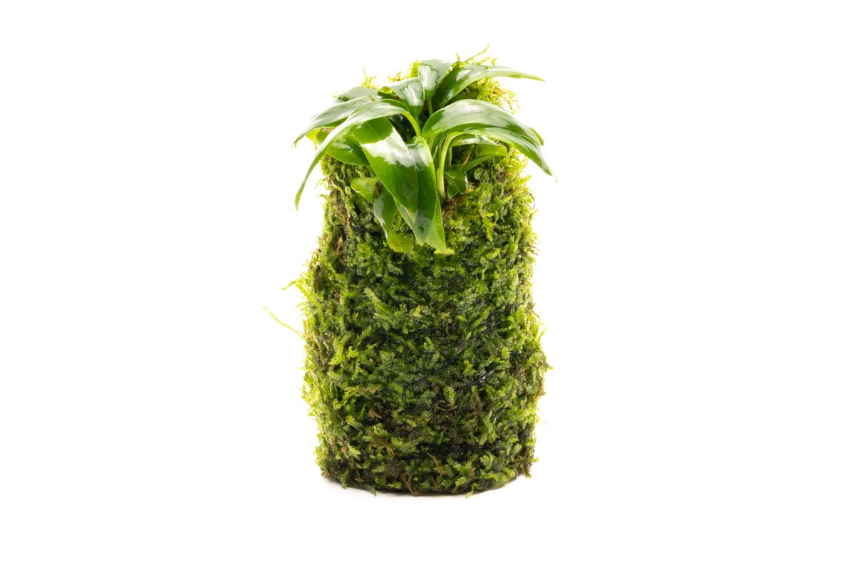 Live Aquarium Plant Tower product image 2