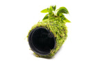 Live Aquarium Plant Tower product image 3