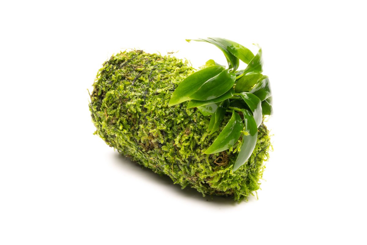 Live Aquarium Plant Tower product image 4