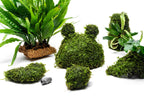 Live Aquarium Plant Tower product image 6