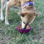 Wobble Lick Mat Bowl product image 10