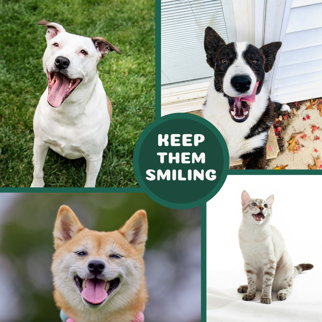 Dog Dental Rinse product image 4