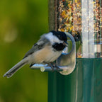 Squirrel Proof Bird Feeder product image 5