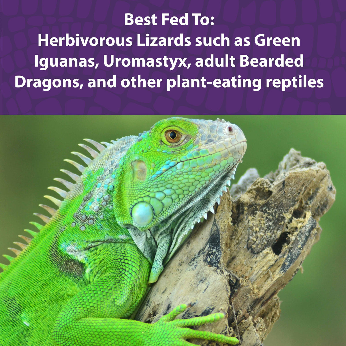 Herbivorous Reptile Food product image 4