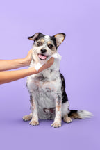 Pet Grooming Wipes product image 8