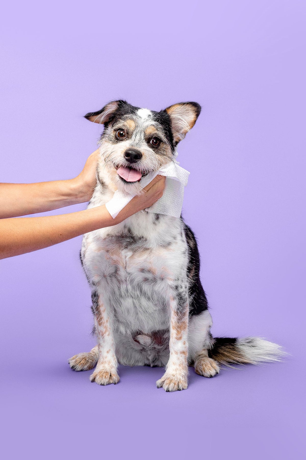 Pet Grooming Wipes product image 8