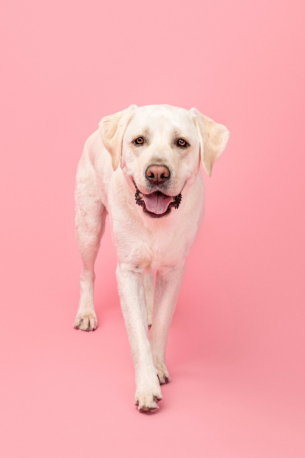 Pet Grooming Wipes product image 10