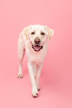 Pet Grooming Wipes product image 10