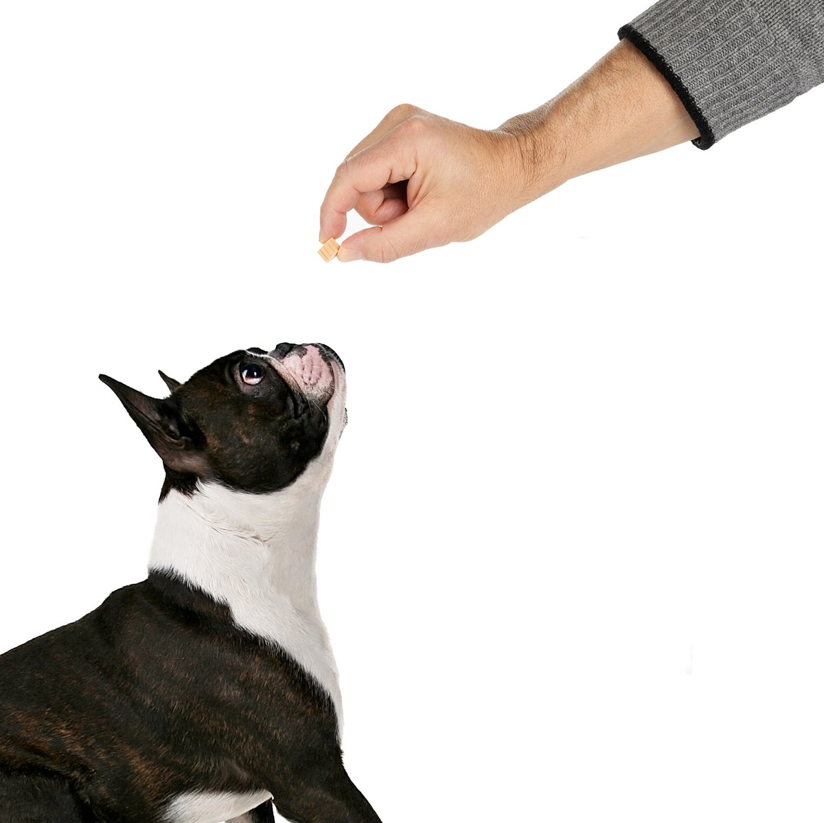 Dog Treat Bundle product image 6