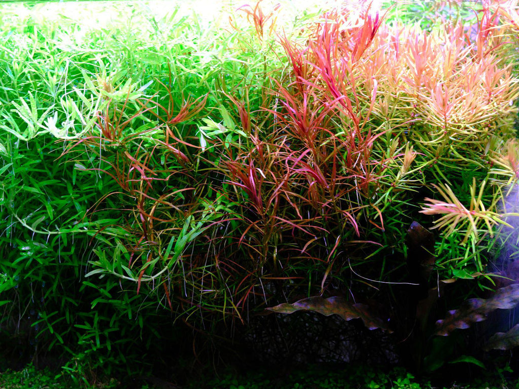 Aquarium LED Light product image 7