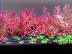 Aquarium LED Light product image 20