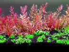 Aquarium LED Light product image 21