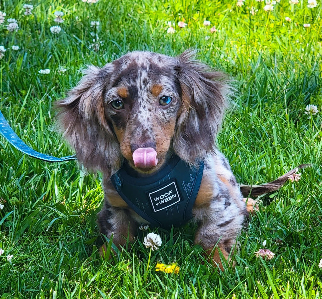 Adjustable Dog Harness product image 7