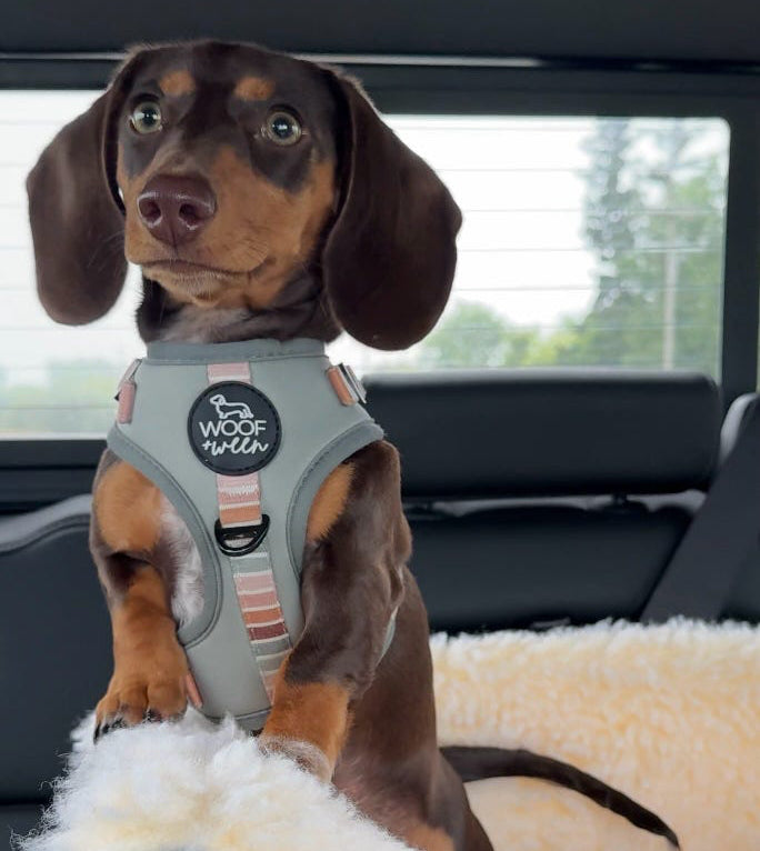Adjustable Dog Harness product image 4