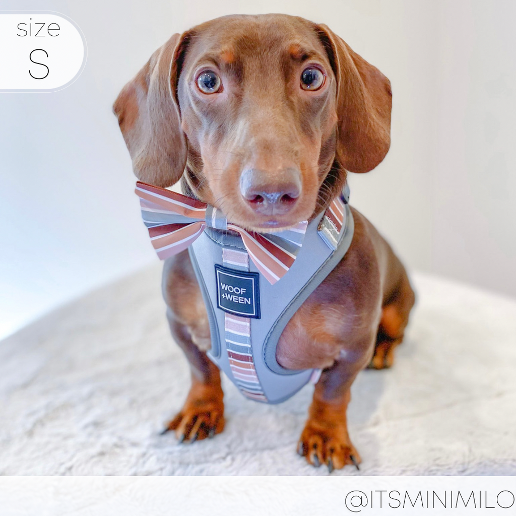 Adjustable Dog Harness product image 15