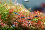 Aquarium Light product image 10